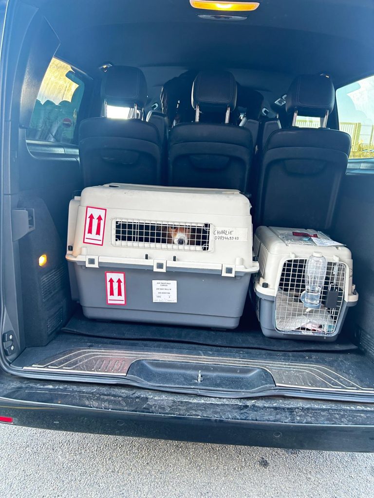Coffre du van montrant deux caisses de transport, l'une pour le chien Charlie et l'autre pour un chat endormi.