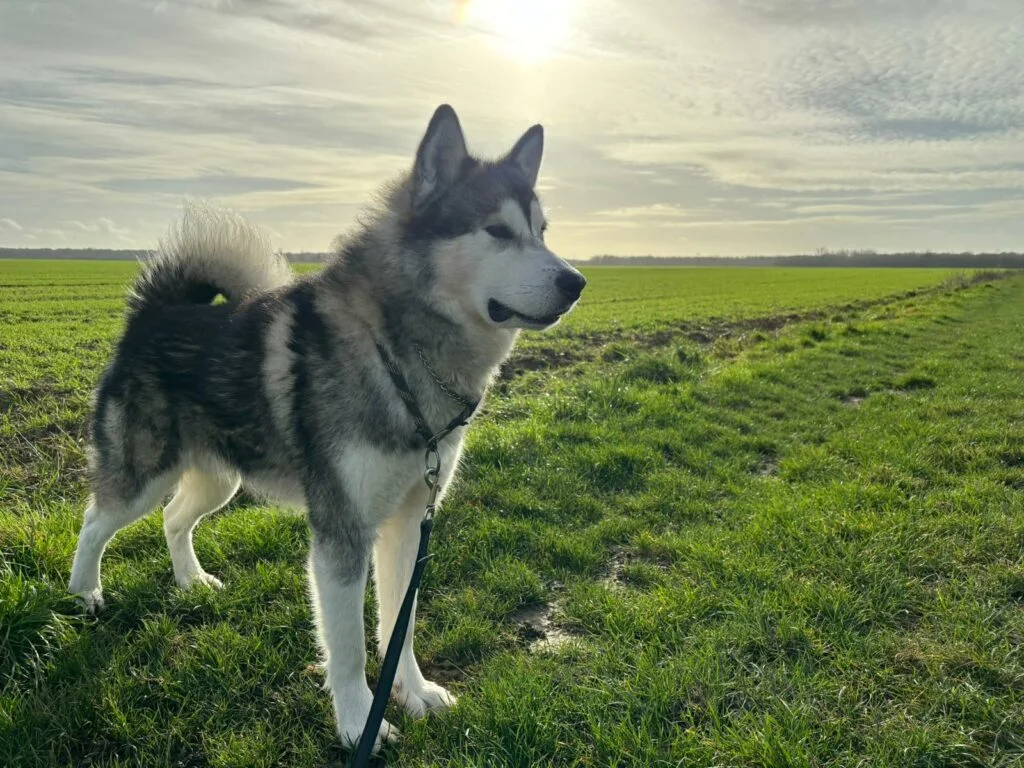 Chien en promenade dans une pension pour chiens Yvelines 78