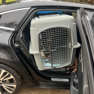 Chien dans sa caisse de transport sécurisée à l’arrière d’un taxi animalier association animal