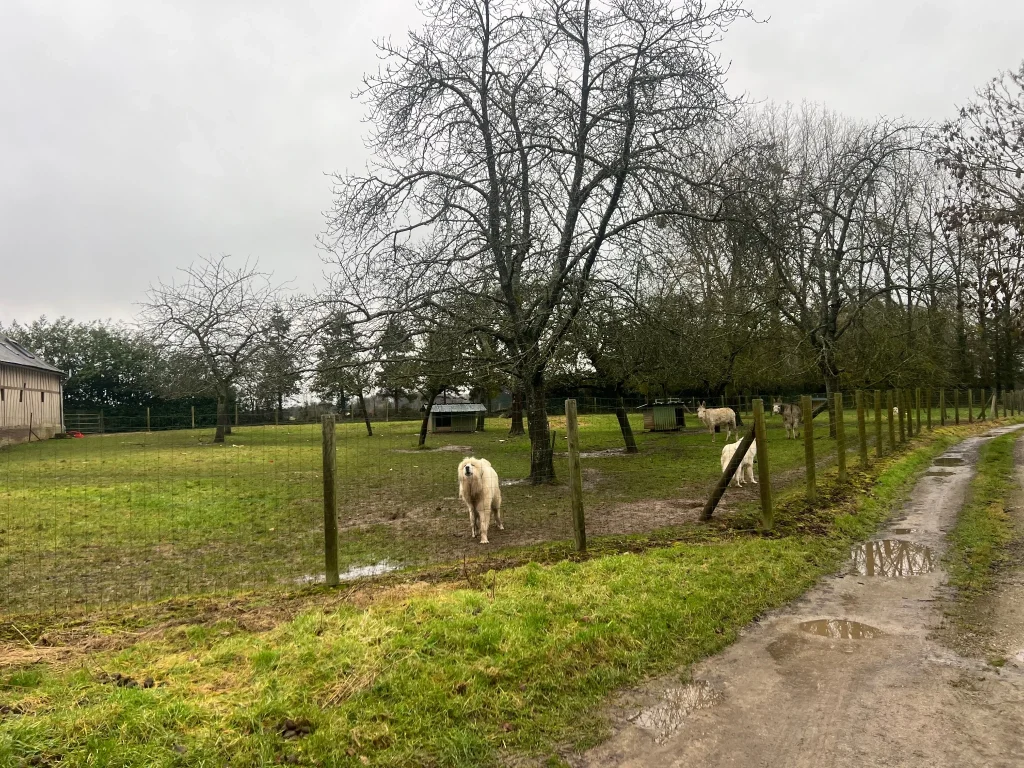 Grand espace verdoyant accueillant plusieurs chiens dans une pension partenaire d’une association animale