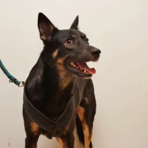 Chien dans sa loge individuelle au sein d’une pension canine partenaire d’une association animale