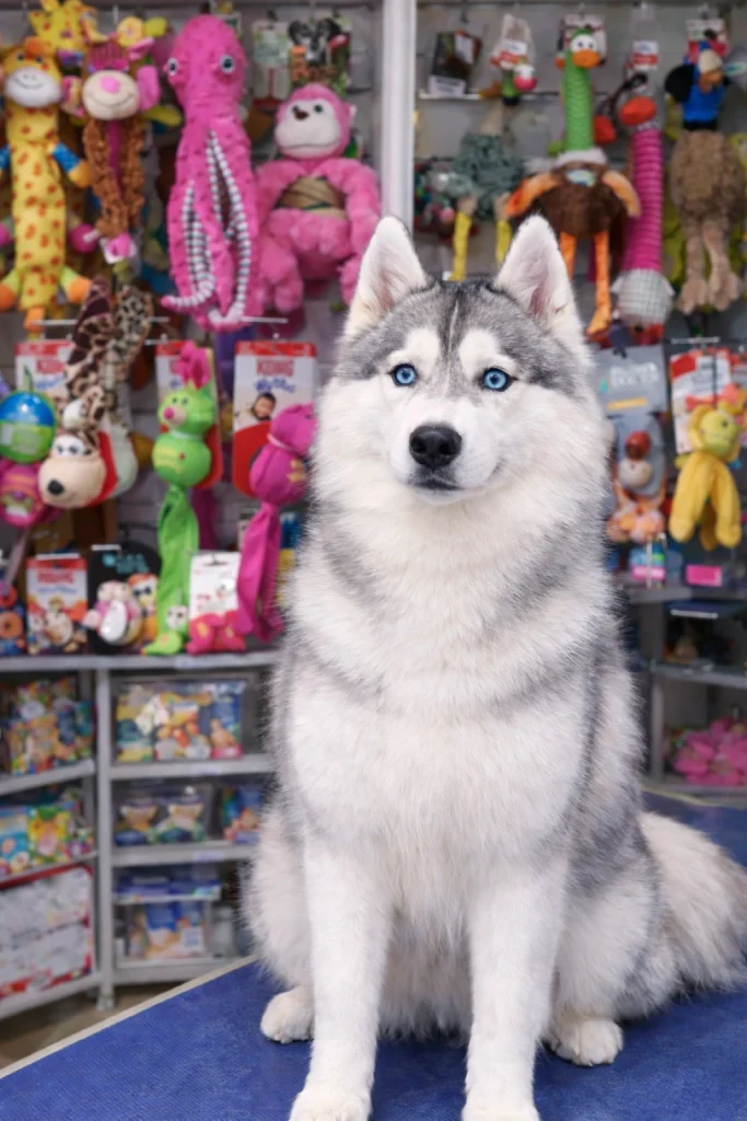 Husky sibérien magnifiquement toiletté dans un salon de toilettage à Paris, prêt pour un concours de beauté