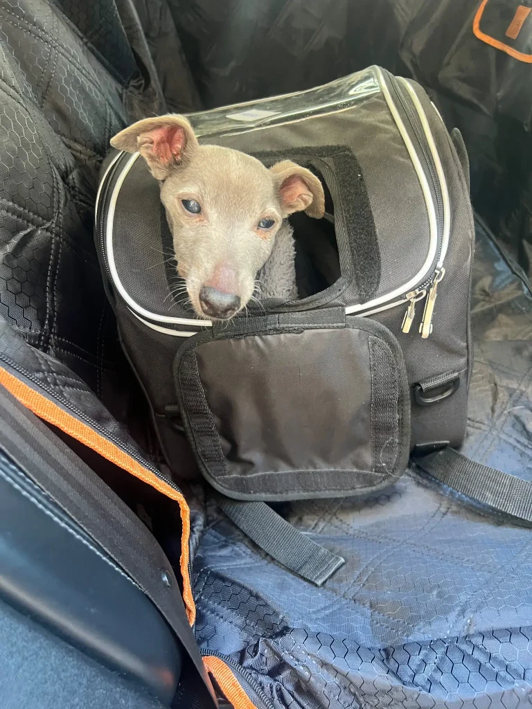 lévrier dans son sac transport taxi animalier Paris