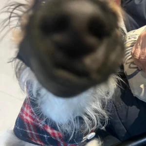 Snoopy chien en consultation à la Clinique Vétérinaire du Parc Paris