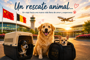 Ilustración de una misión de Pet Taxi entre China, París CDG y Bélgica para transportar perros rescatados junto a SHS Animal Rescue.