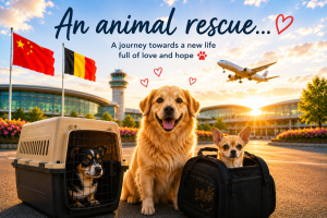 Illustration of a Pet Taxi mission between China, Paris CDG and Belgium transporting rescued dogs with SHS Animal Rescue.
