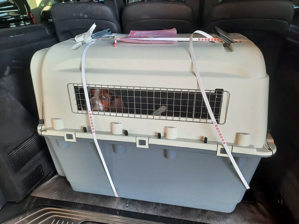 Taxi Pet Chine Belgique transportant un chien dans une caisse IATA à bord d'un Mercedes Classe V.