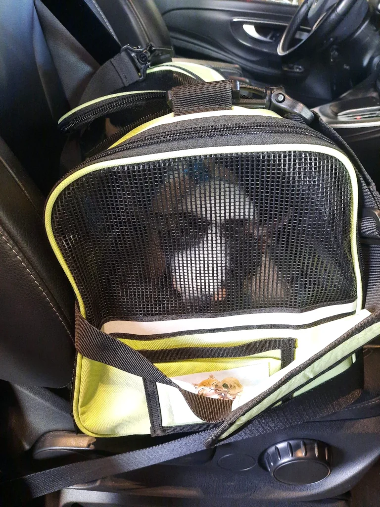 Petit chien voyageant dans un sac de transport avec Taxi Pet Chine Belgique avant son départ vers la Belgique.