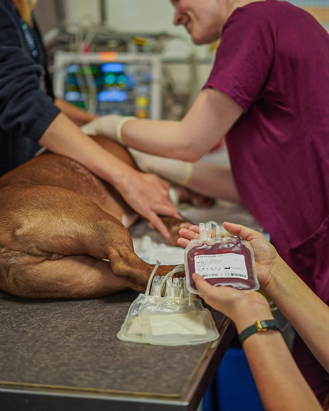 Ein Hund liegt während einer Blutentnahme durch das Tierärzteteam auf einer Unterlage